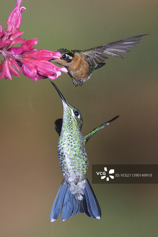 绿冠辉蜂鸟雌鸟和紫喉山宝石蜂鸟雌鸟在花上觅食图片素材