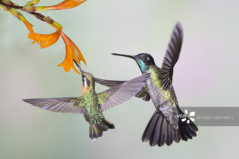 紫喉山宝石蜂鸟雌鸟在花上觅食，而华丽蜂鸟雄鸟则在等待图片素材