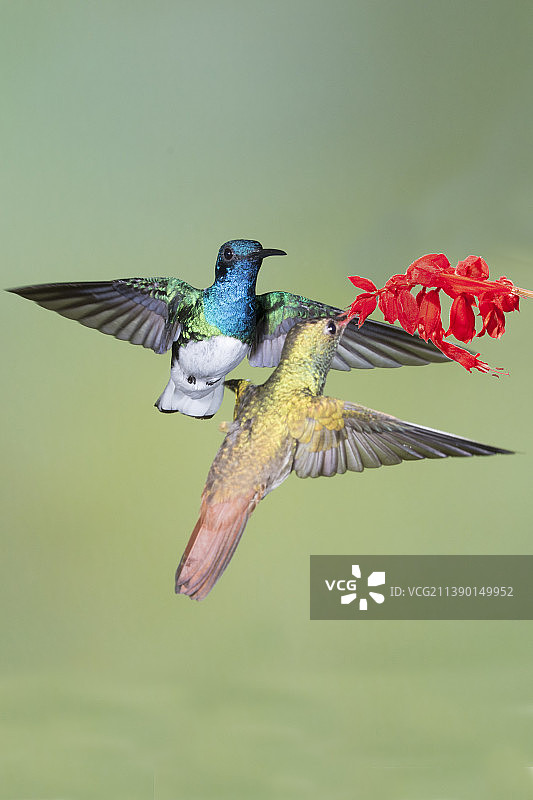 红尾蜂鸟在花上觅食，白颈蜂鸟雄性等待图片素材