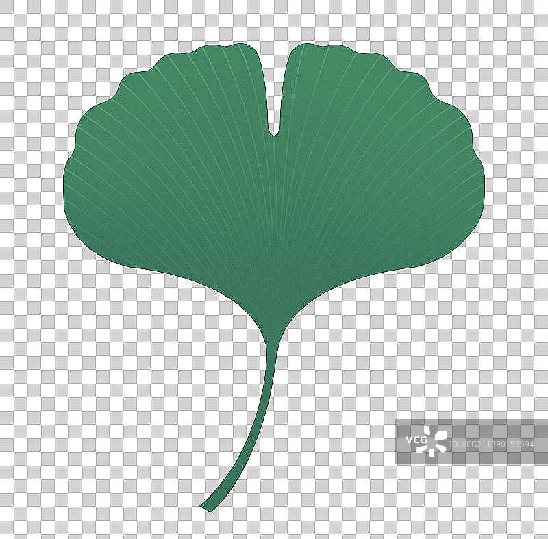 春天夏天绿色新鲜银杏叶植物插画元素，绿色植物图鉴图片素材