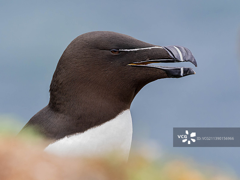 企鹅在天空背景下的特写，英国邓斯坦堡城堡图片素材