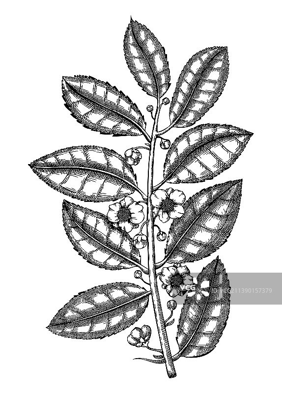 手绘茶树素描图片素材