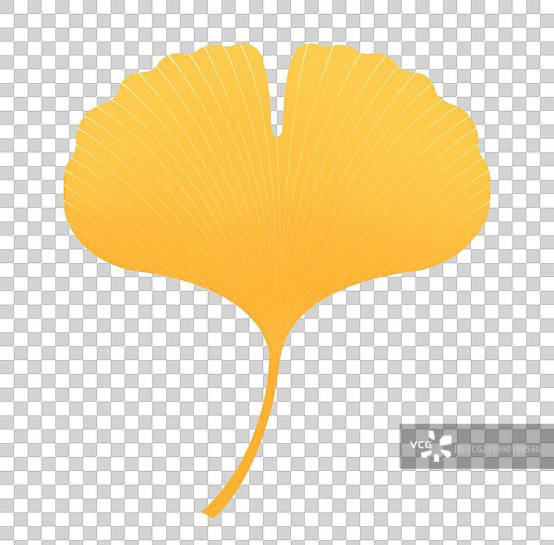 秋天黄色银杏叶植物插画元素，黄色植物图鉴图片素材
