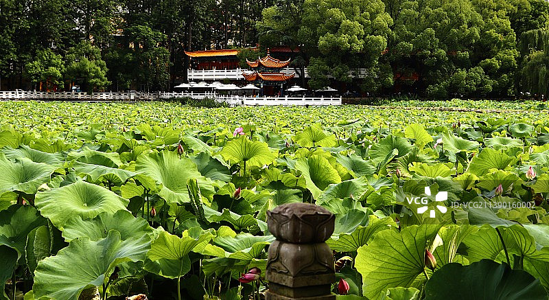 荷塘风光｜翠湖公园图片素材