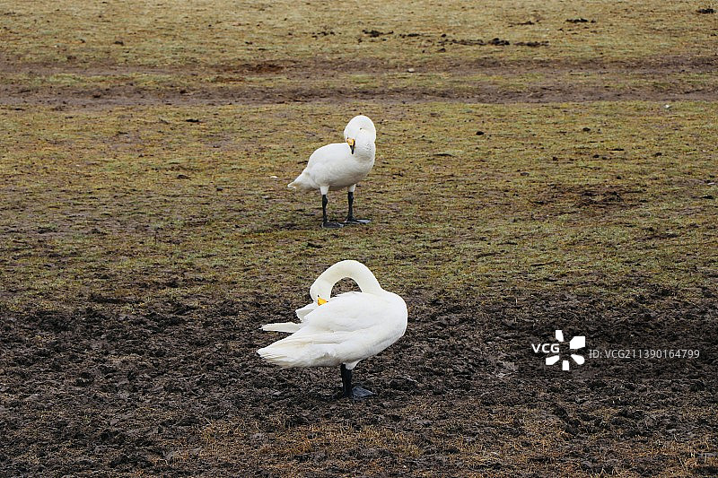巴音布鲁克的白天鹅图片素材