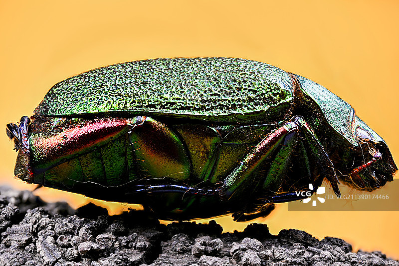 金龟子图片素材