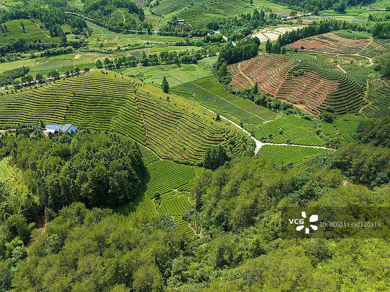 无人机视角，武夷山生态茶园，云雾缭绕图片素材