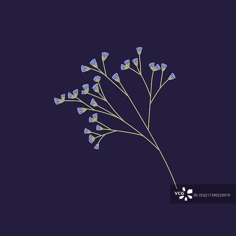 海薰衣草干花枝图片素材