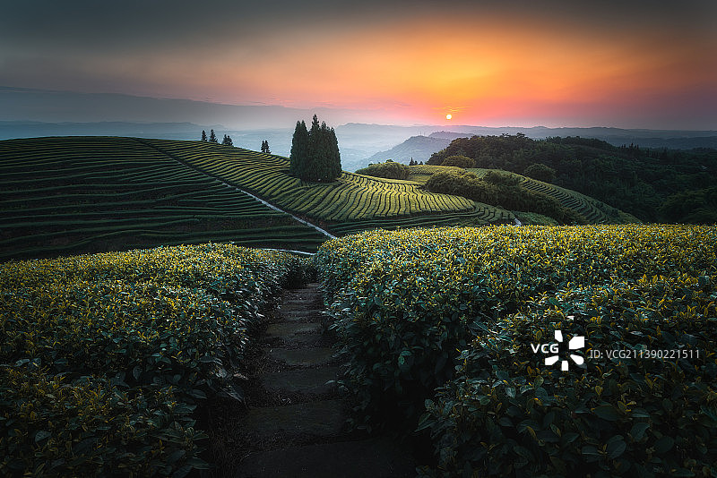 四川泸州纳溪茶园风光图片素材