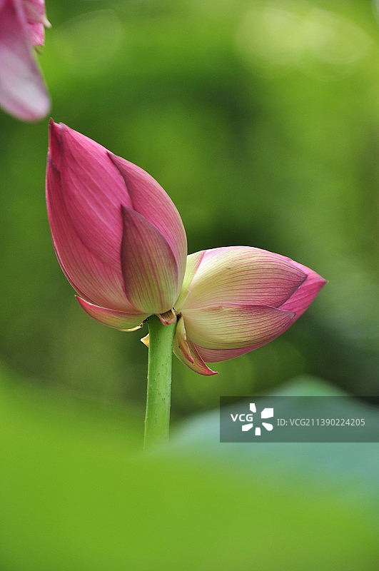 【并蒂莲】图片素材