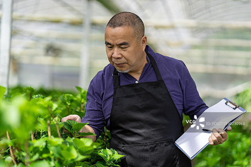 绣球花大棚内的男性园艺师图片素材