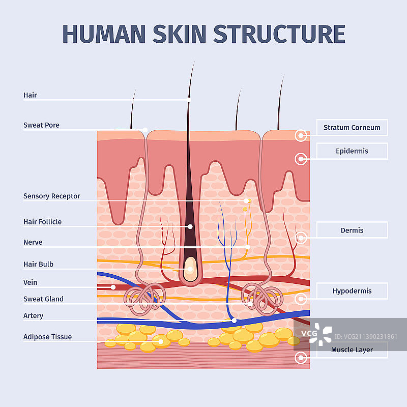 人体皮肤层详细图图片素材