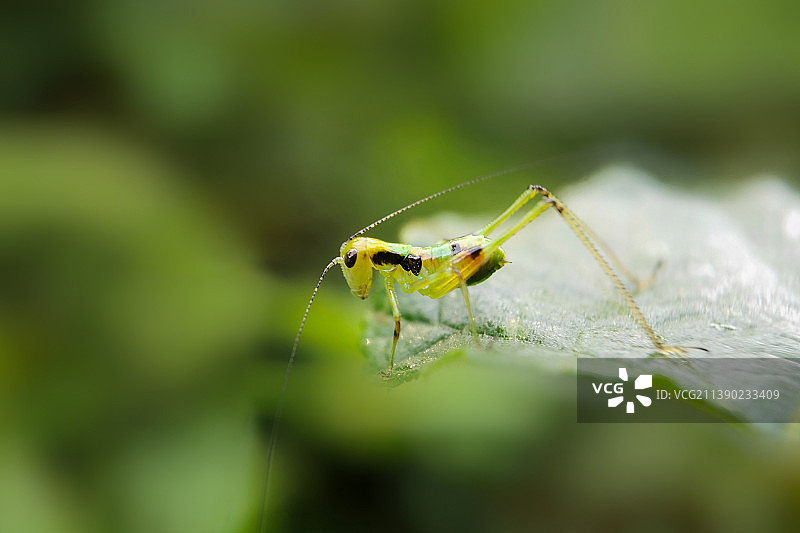 天马行空·螽斯图片素材