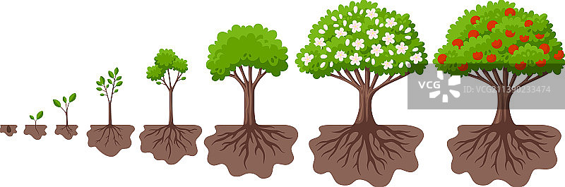 树木生长周期农业植物生长图片素材