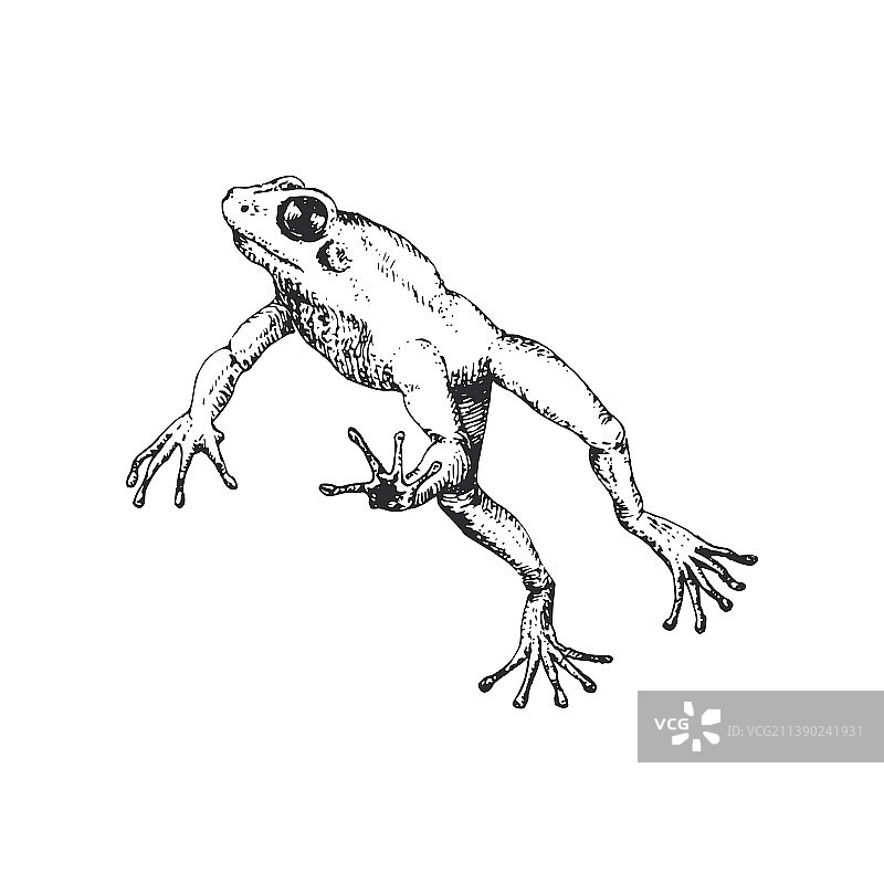 跳跃的青蛙素描图片素材