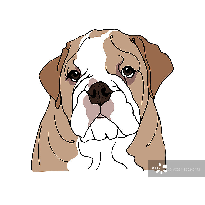 手绘英国斗牛犬图片素材