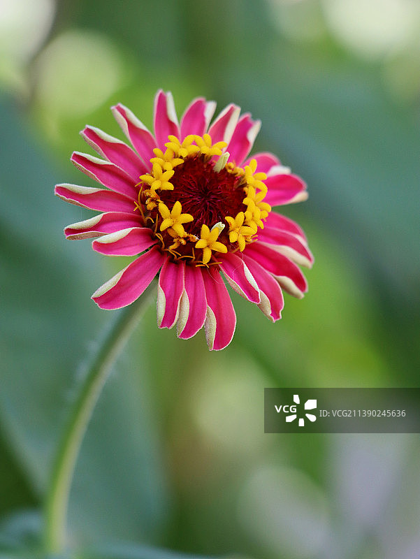 百日菊图片素材