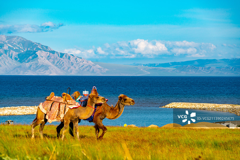 新疆博尔塔拉赛里木湖与骆驼图片素材