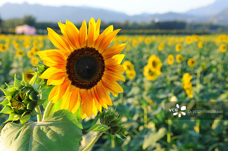 北京，向日葵。图片素材