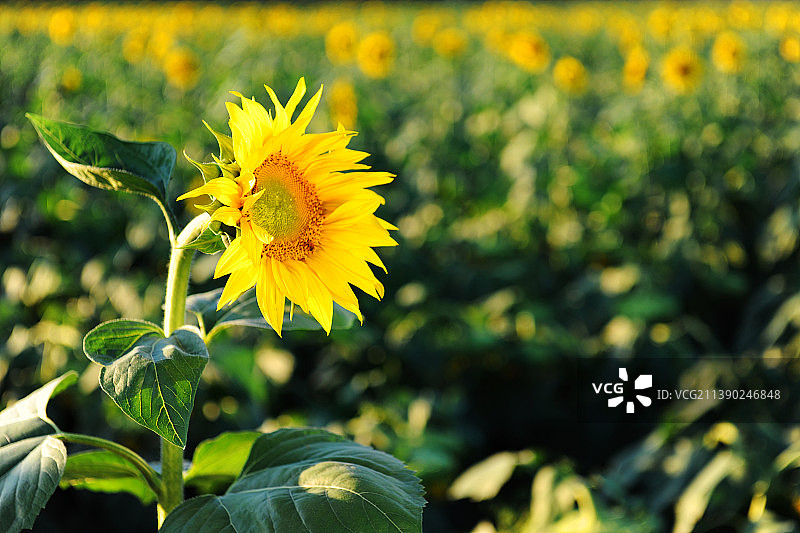 北京，向日葵。图片素材