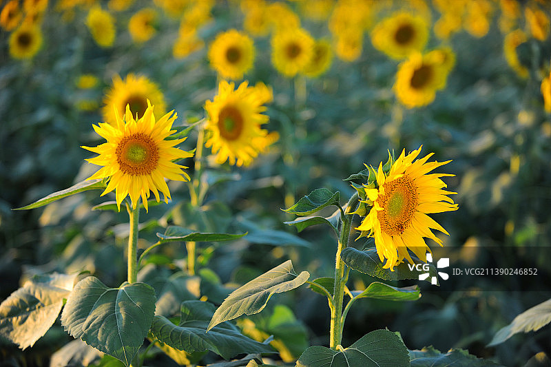 北京，向日葵。图片素材