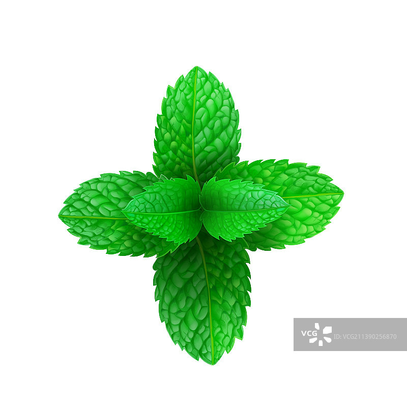 3D逼真薄荷叶图标图片素材