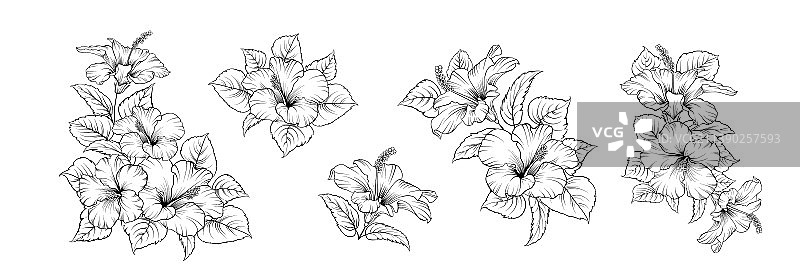 芙蓉花不同枝条图片素材