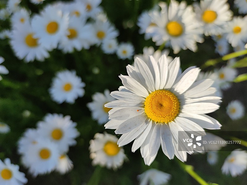 《雏菊》图片素材