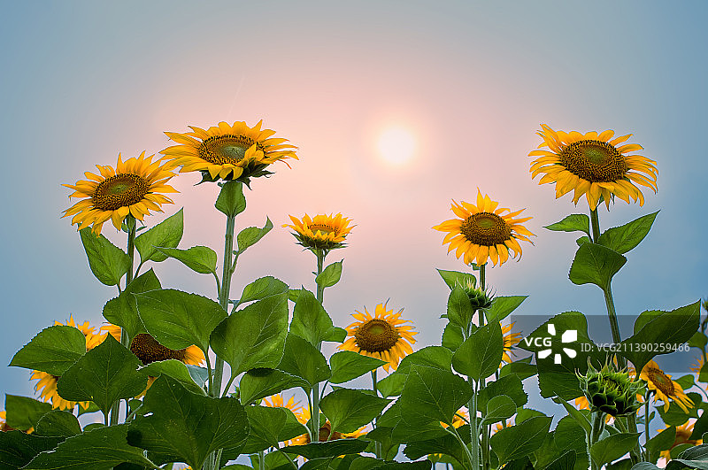 怒放的生命图片素材