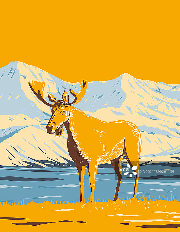 德纳里国家公园的驼鹿或麋鹿图片素材