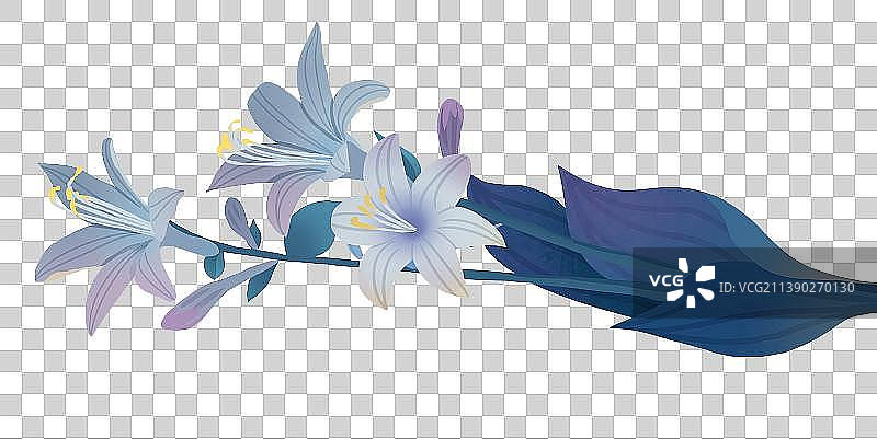 一束玉簪花图片素材