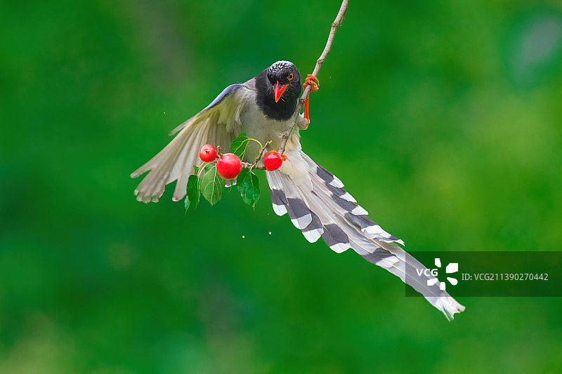Red-billed Blue Magpie 红嘴蓝鹊图片素材