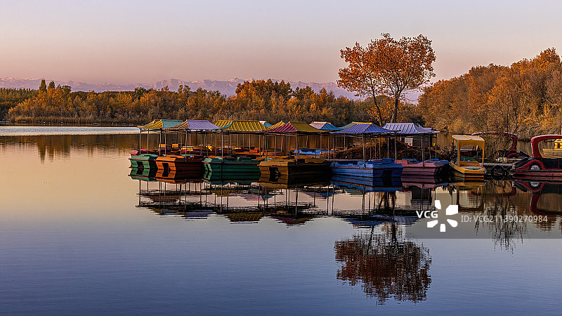 金湖杨.泽普图片素材
