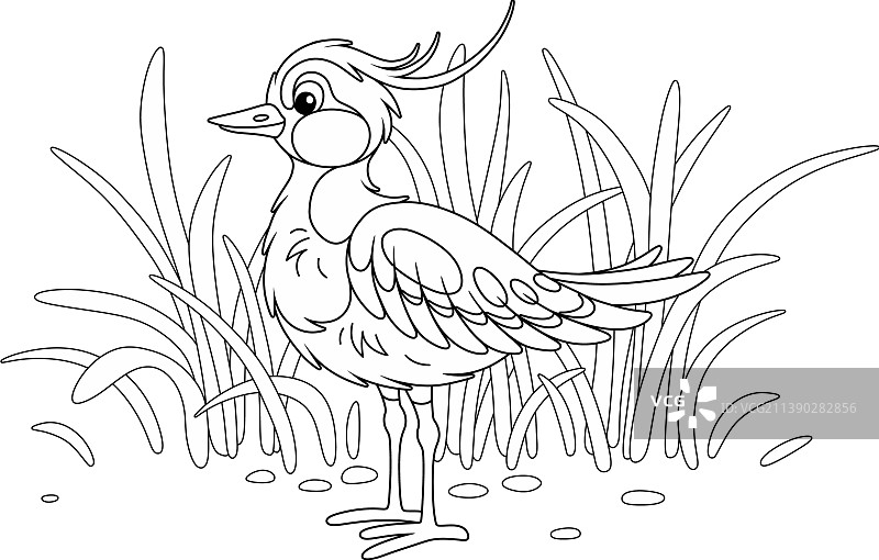 草地上的小田鸡图片素材