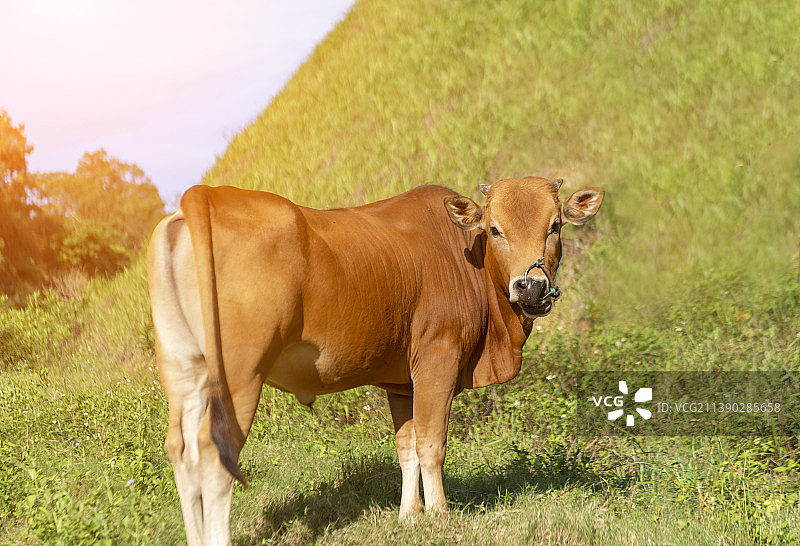 与一头黄牛对视图片素材