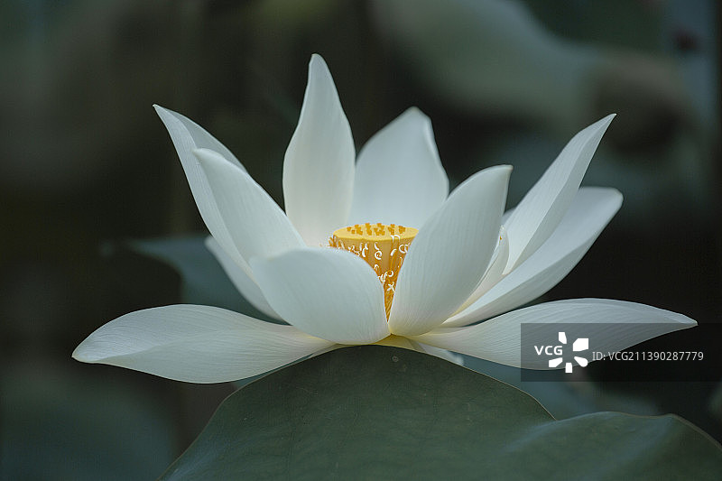 深圳洪湖公园盛开的荷花图片素材