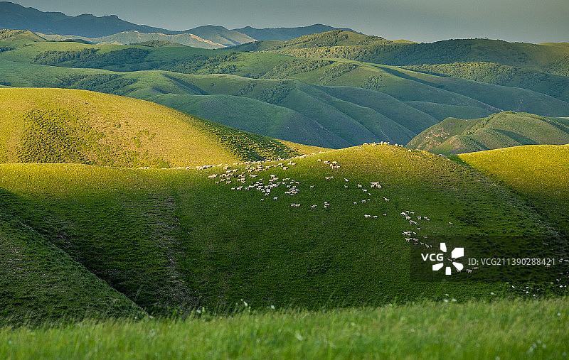 高原牧场美如画图片素材