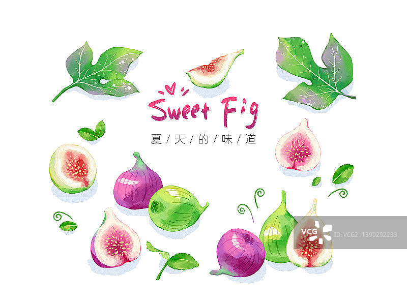 简单排列的各种形态的无花果图片素材