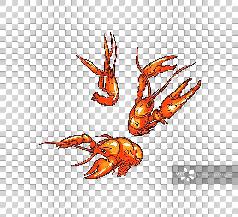 三只小龙虾图片素材