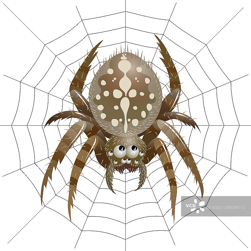 手绘八眼蜘蛛和蜘蛛网图片素材