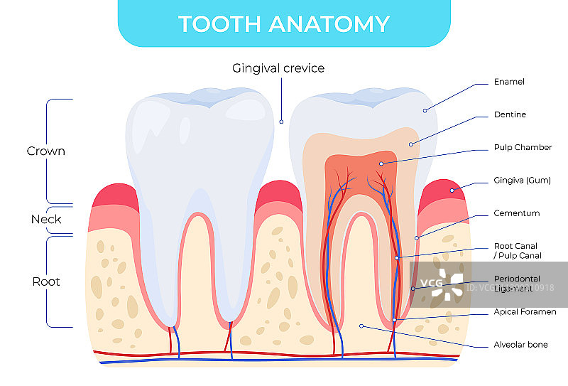 牙齿解剖结构内外视图图片素材