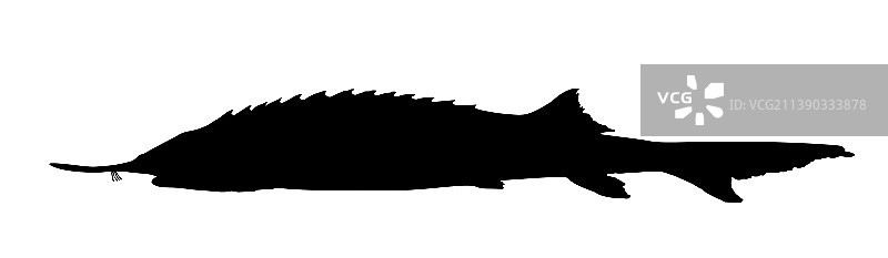 鲟鱼轮廓图片素材