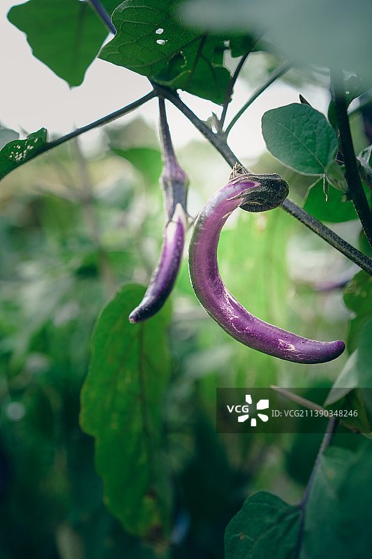 初夏劳作图片素材
