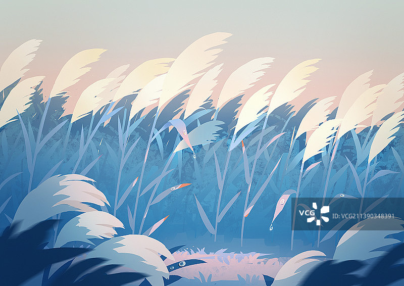 二十四节气白露黎明芦苇荡露水图片素材