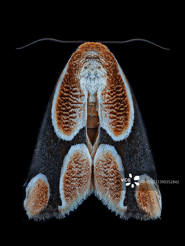 背影-大斑波纹蛾图片素材