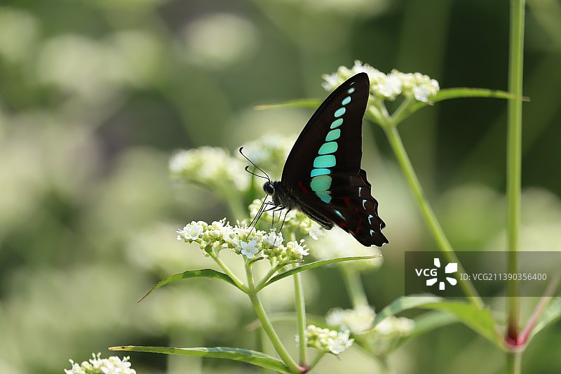 薇甘菊上的青凤蝶图片素材