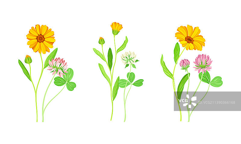 橙色金盏花和三叶草图片素材