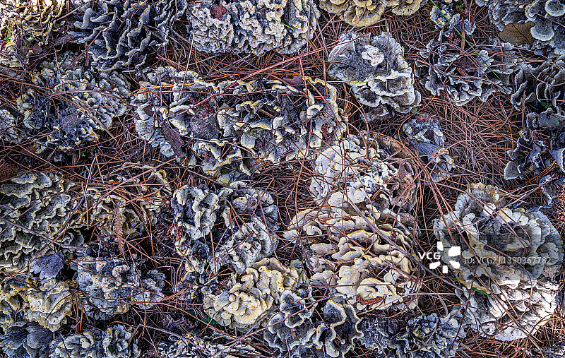 云南野生菌图片素材