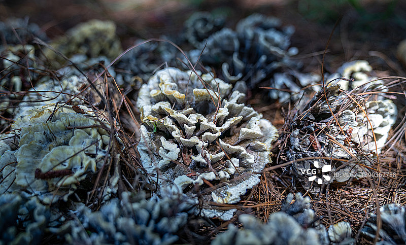 云南野生菌图片素材