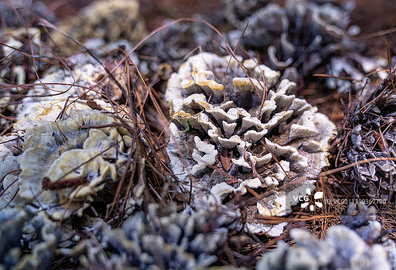 云南野生菌图片素材